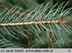 Picea engelmannii (świerk Engelmanna)