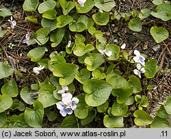 Viola sororia (fiołek motylkowaty)