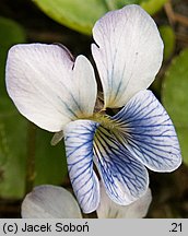 Viola sororia (fiołek motylkowaty)