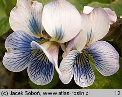 Viola sororia (fiołek motylkowaty)