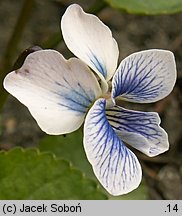 Viola sororia (fiołek motylkowaty)