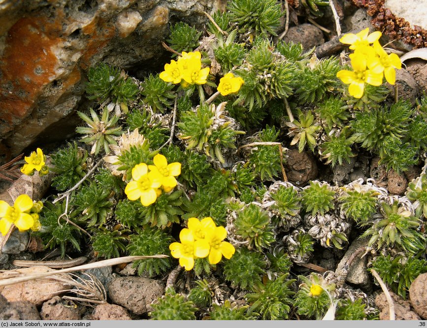 Draba archibaldii