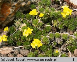 Draba archibaldii