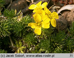 Draba archibaldii