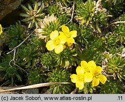 Draba archibaldii