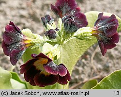 Primula ×pubescens (pierwiosnek omszony)