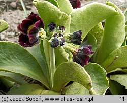 Primula ×pubescens (pierwiosnek omszony)