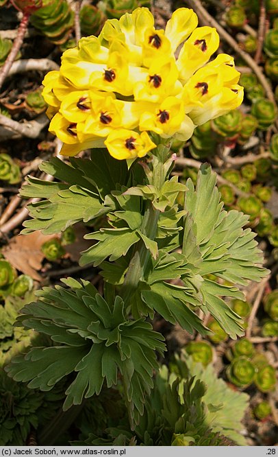 Corydalis nobilis (kokorycz syberyjska)