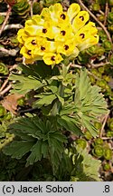 Corydalis nobilis (kokorycz syberyjska)