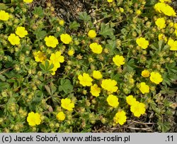 Potentilla neumanniana (pięciornik wiosenny)