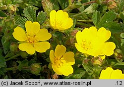 Potentilla neumanniana (pięciornik wiosenny)