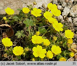 Potentilla neumanniana (pięciornik wiosenny)