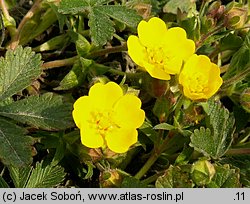 Potentilla neumanniana (pięciornik wiosenny)