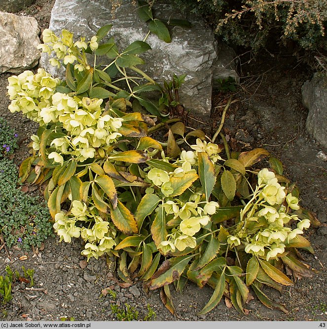 Helleborus argutifolius (ciemiernik korsykański)