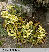 Helleborus argutifolius (ciemiernik korsykański)