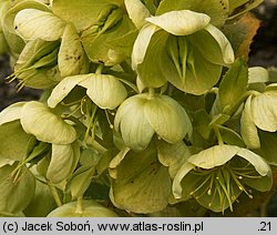 Helleborus argutifolius (ciemiernik korsykański)