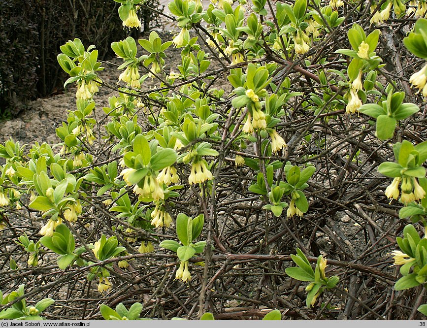 Lonicera caerulea (wiciokrzew siny)