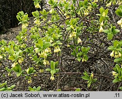 Lonicera caerulea (wiciokrzew siny)