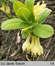 Lonicera caerulea (wiciokrzew siny)