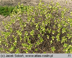 Lonicera caerulea (wiciokrzew siny)