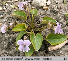 Viola jooi (fiołek transylwański)