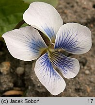 Viola sororia (fiołek motylkowaty)