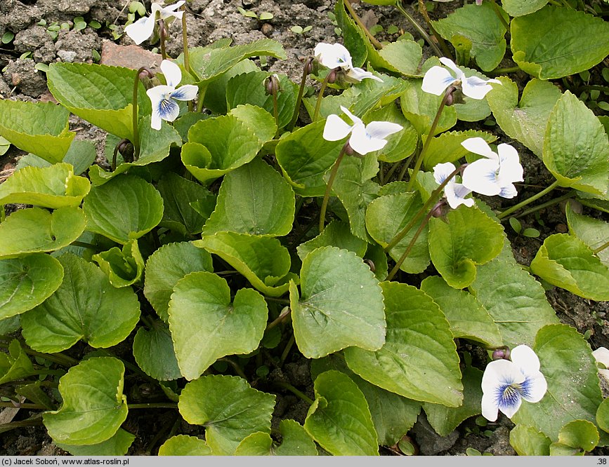 Viola sororia (fiołek motylkowaty)