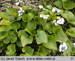 Viola sororia (fiołek motylkowaty)