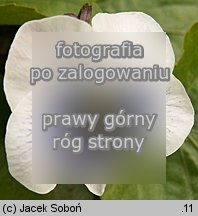 Viola sororia (fiołek motylkowaty)
