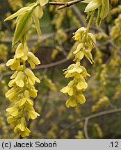 Corylopsis glabrescens (leszczynowiec nagi)