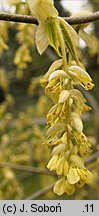 Corylopsis glabrescens (leszczynowiec nagi)