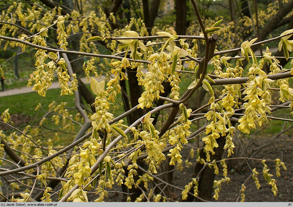 Corylopsis glabrescens (leszczynowiec nagi)