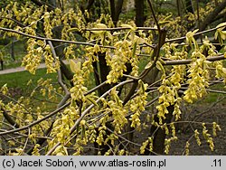 Corylopsis glabrescens (leszczynowiec nagi)