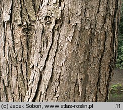 Populus lasiocarpa (topola wielkolistna)