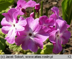 Primula sieboldii (pierwiosnek Siebolda)