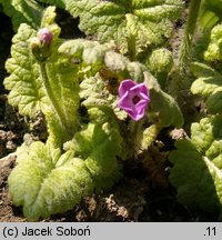 Primula sieboldii (pierwiosnek Siebolda)