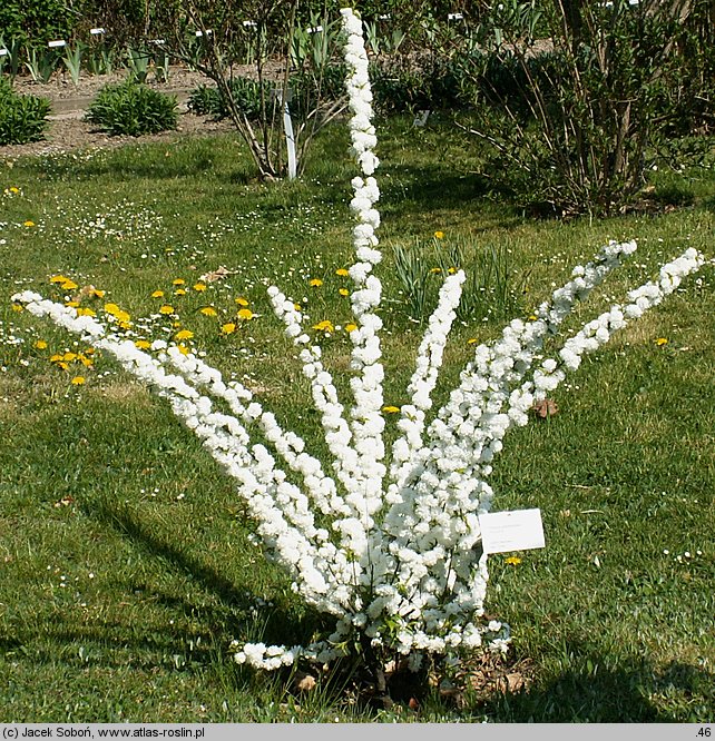 Prunus glandulosa Alboplena