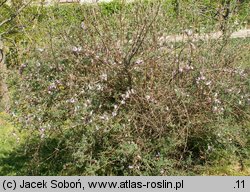 Lonicera thibetica (suchodrzew tybetański)