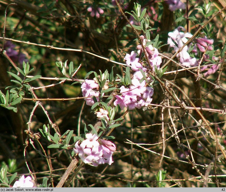 Lonicera thibetica (suchodrzew tybetański)