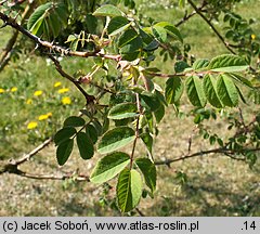 Rosa holodonta