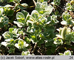 Salix lanata (wierzba wełnista)