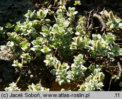 Salix lanata (wierzba wełnista)