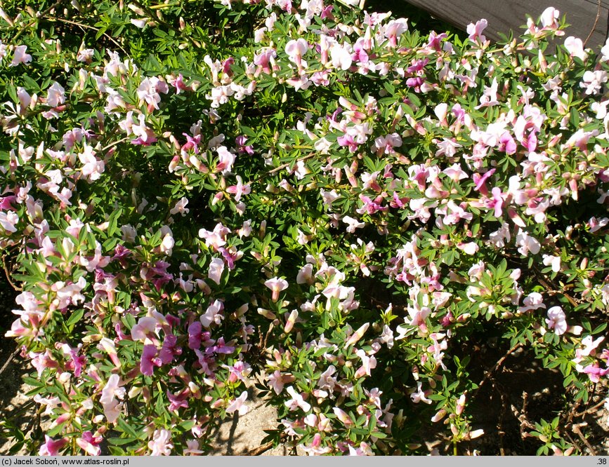 Chamaecytisus purpureus (szczodrzeniec purpurowy)