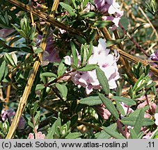 Lonicera thibetica (suchodrzew tybetański)