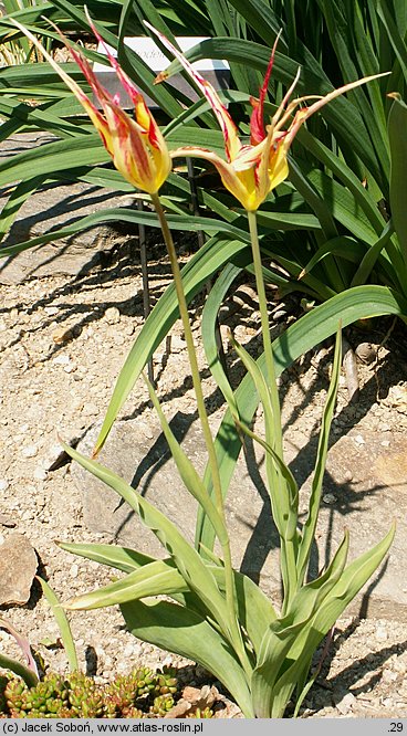 Tulipa acuminata (tulipan długopłatkowy)