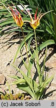 Tulipa acuminata (tulipan długopłatkowy)