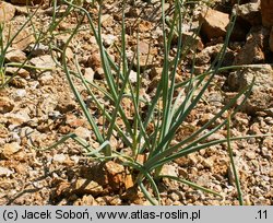 Allium pskemense (czosnek pskemski)