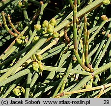 Ephedra americana (przęśl amerykańska)