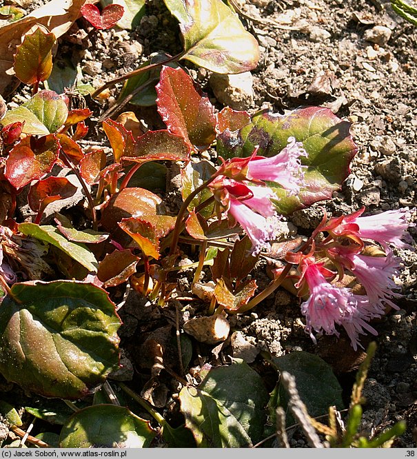 Shortia soldanelloides