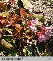 Shortia soldanelloides